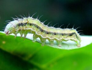 bollworm