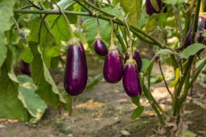 Eggplant