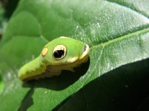 Caterpillar Larvae