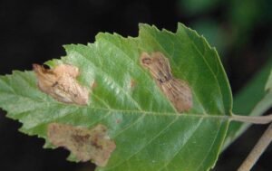 Leafminers
