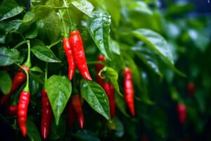 Chilli