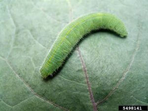 Cabbage Caterpillar