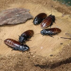 cockroach