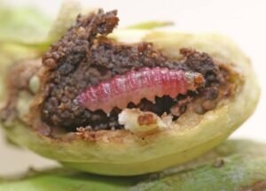 fruit-borer