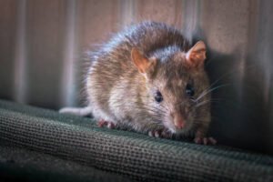 rodent