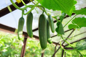 Cucumber