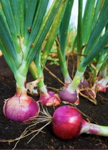 Onion