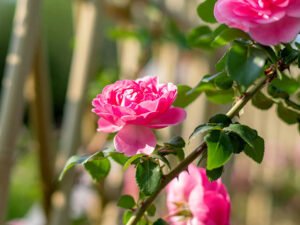 Ornamental plants