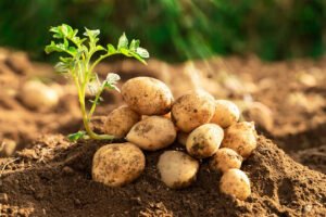 Potato