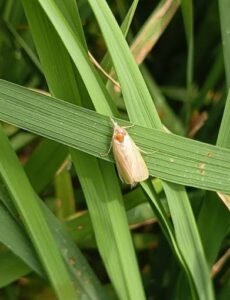 stem-borer